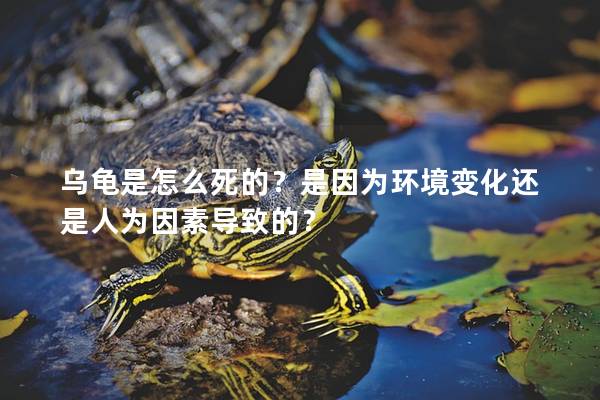 乌龟是怎么死的？是因为环境变化还是人为因素导致的？