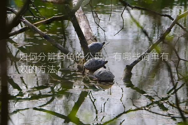 如何分辨乌龟的公母，有哪些简单有效的方法？
