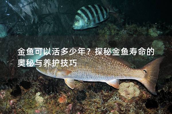 金鱼可以活多少年？探秘金鱼寿命的奥秘与养护技巧