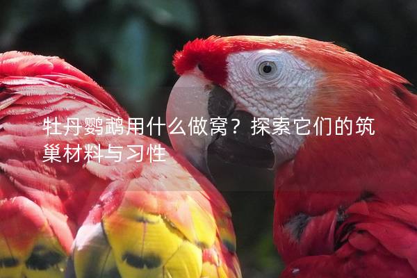 牡丹鹦鹉用什么做窝？探索它们的筑巢材料与习性