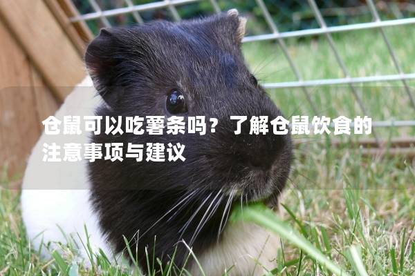 仓鼠可以吃薯条吗？了解仓鼠饮食的注意事项与建议