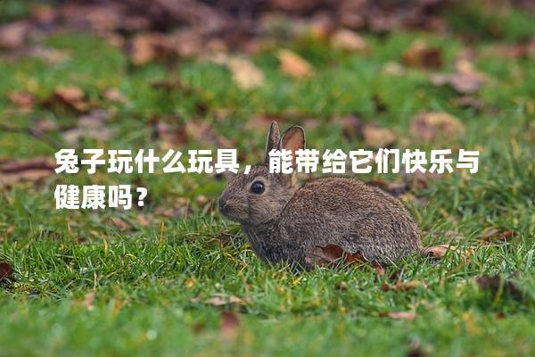 兔子玩什么玩具，能带给它们快乐与健康吗？