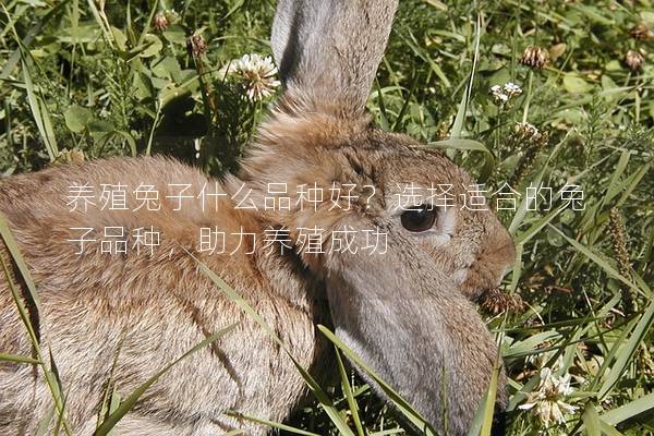 养殖兔子什么品种好？选择适合的兔子品种，助力养殖成功