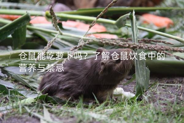 仓鼠能吃萝卜吗？了解仓鼠饮食中的营养与禁忌