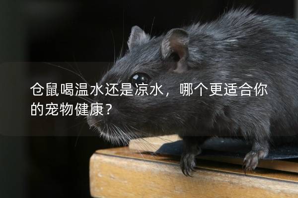 仓鼠喝温水还是凉水，哪个更适合你的宠物健康？