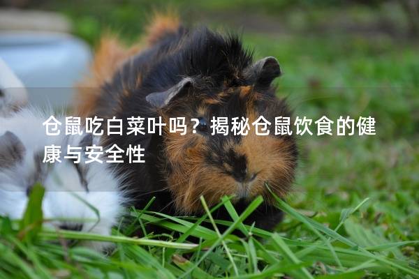 仓鼠吃白菜叶吗？揭秘仓鼠饮食的健康与安全性