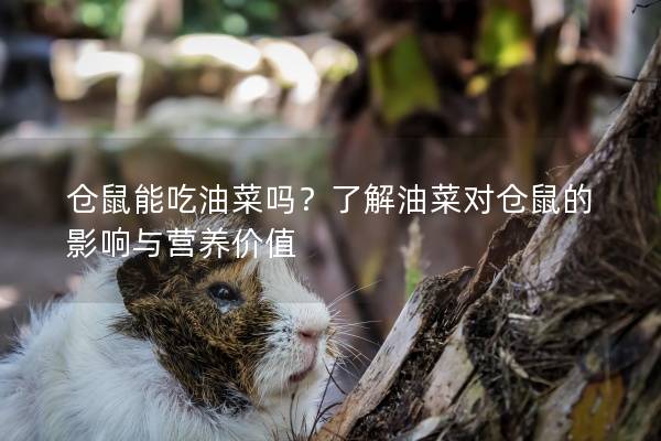 仓鼠能吃油菜吗？了解油菜对仓鼠的影响与营养价值