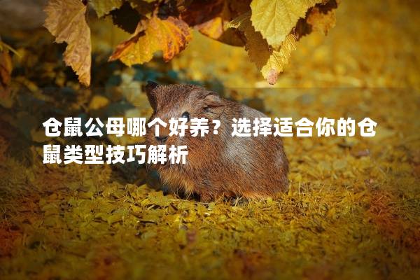 仓鼠公母哪个好养？选择适合你的仓鼠类型技巧解析