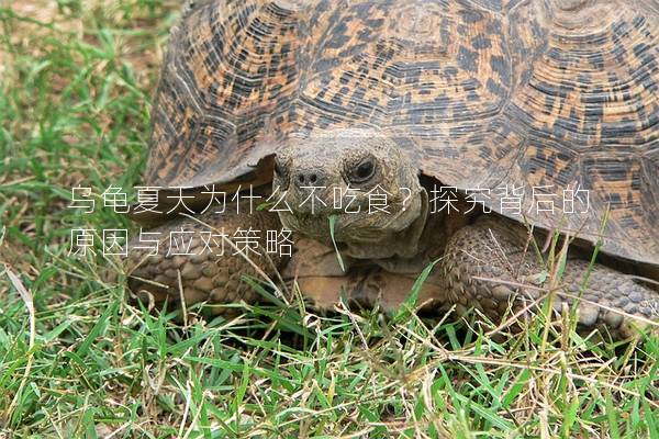 乌龟夏天为什么不吃食？探究背后的原因与应对策略