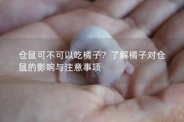 仓鼠可不可以吃橘子？了解橘子对仓鼠的影响与注意事项