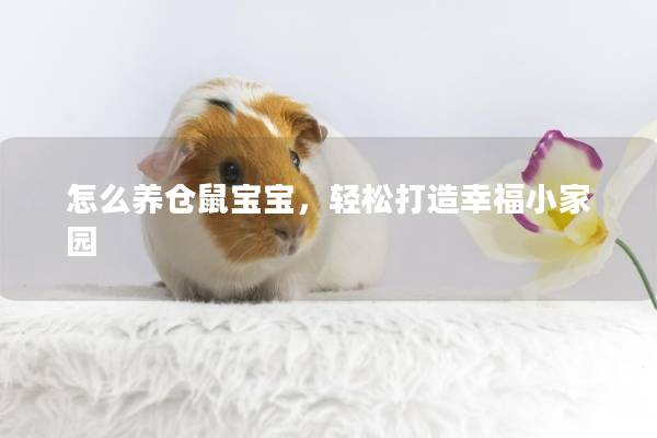 怎么养仓鼠宝宝，轻松打造幸福小家园
