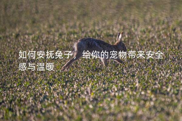 如何安抚兔子，给你的宠物带来安全感与温暖