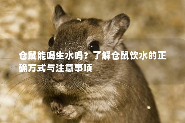 仓鼠能喝生水吗？了解仓鼠饮水的正确方式与注意事项