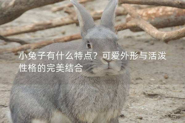 小兔子有什么特点？可爱外形与活泼性格的完美结合