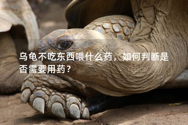 乌龟不吃东西喂什么药，如何判断是否需要用药？