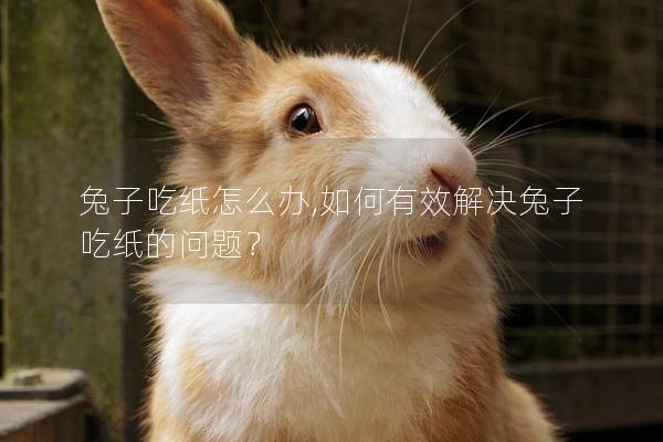 兔子吃纸怎么办,如何有效解决兔子吃纸的问题？