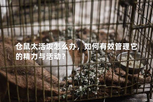 仓鼠太活泼怎么办，如何有效管理它的精力与活动？