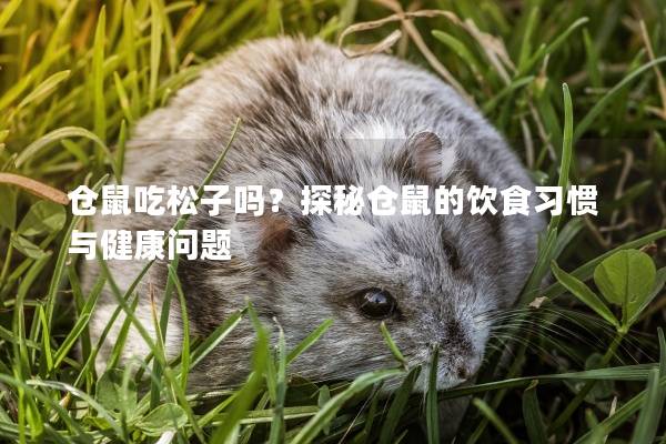仓鼠吃松子吗？探秘仓鼠的饮食习惯与健康问题