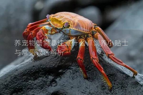 养宠物蟹需要注意什么，饲养小贴士与常见误区解析