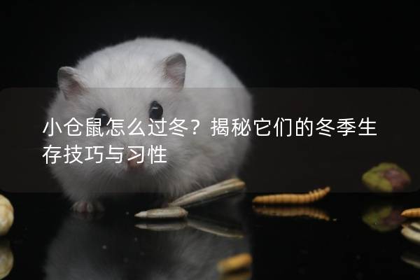 小仓鼠怎么过冬？揭秘它们的冬季生存技巧与习性