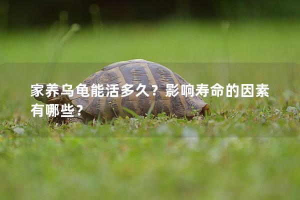 家养乌龟能活多久？影响寿命的因素有哪些？