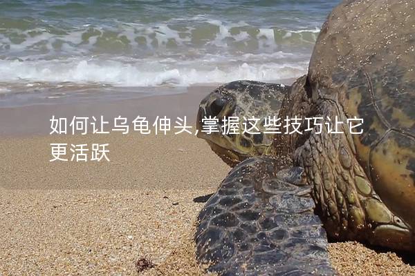 如何让乌龟伸头,掌握这些技巧让它更活跃