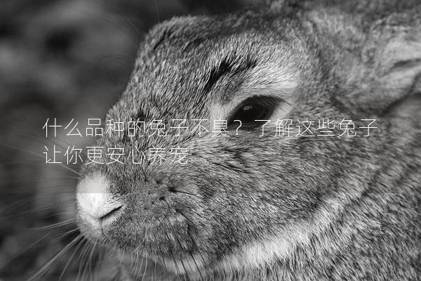 什么品种的兔子不臭？了解这些兔子让你更安心养宠