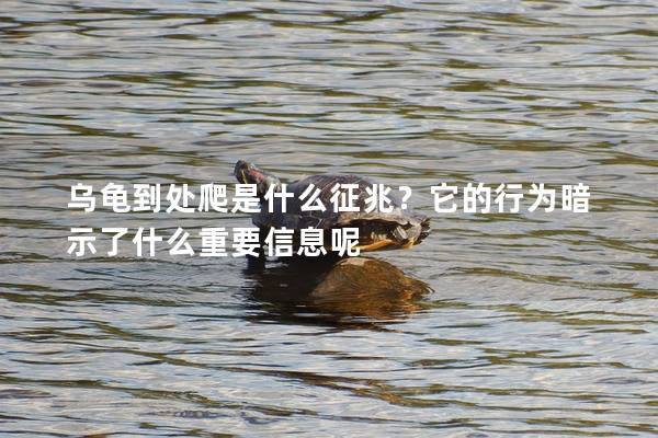 乌龟到处爬是什么征兆？它的行为暗示了什么重要信息呢