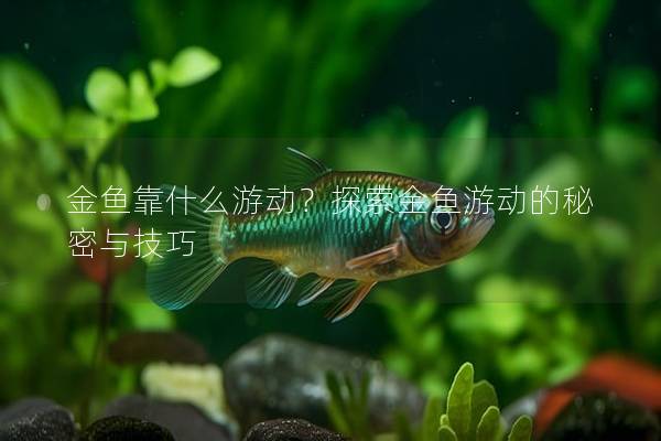 金鱼靠什么游动？探索金鱼游动的秘密与技巧