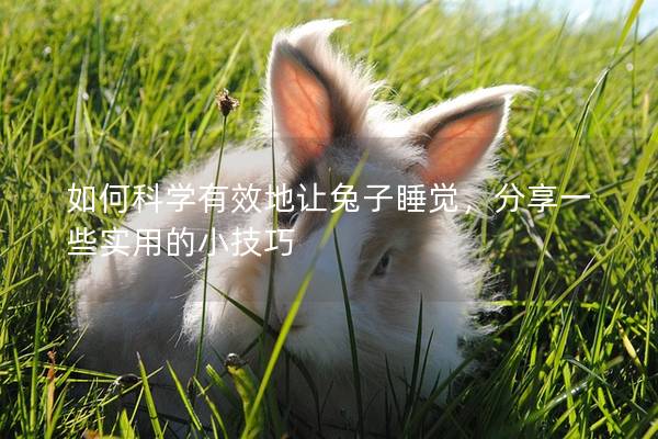 如何科学有效地让兔子睡觉，分享一些实用的小技巧