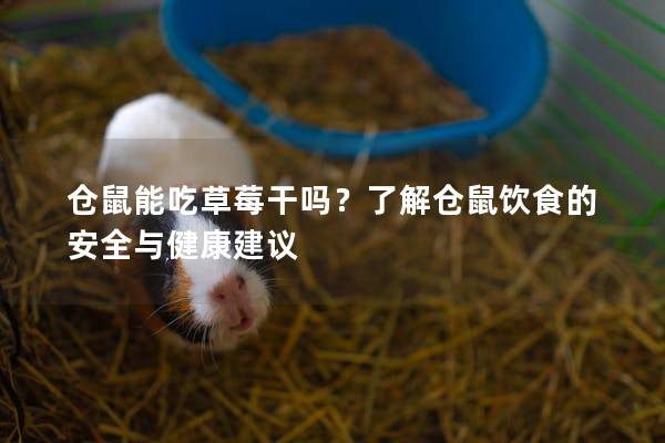 仓鼠能吃草莓干吗？了解仓鼠饮食的安全与健康建议