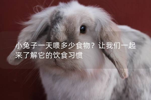 小兔子一天喂多少食物？让我们一起来了解它的饮食习惯