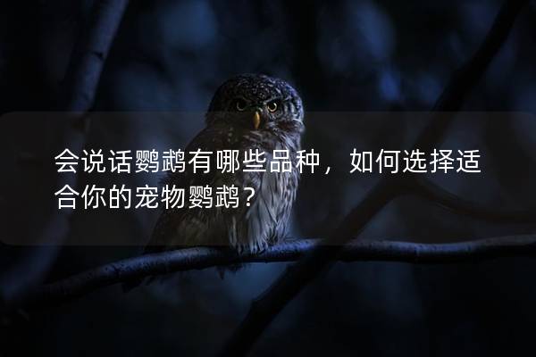 会说话鹦鹉有哪些品种，如何选择适合你的宠物鹦鹉？
