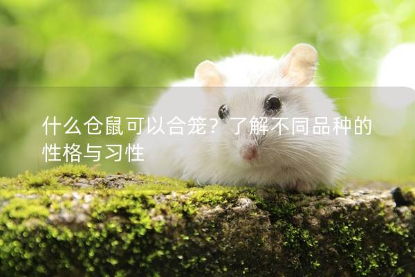 什么仓鼠可以合笼？了解不同品种的性格与习性