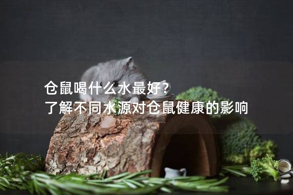 仓鼠喝什么水最好？ 了解不同水源对仓鼠健康的影响