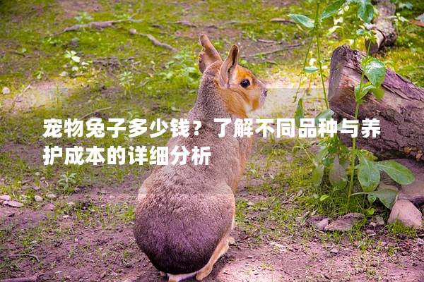 宠物兔子多少钱？了解不同品种与养护成本的详细分析