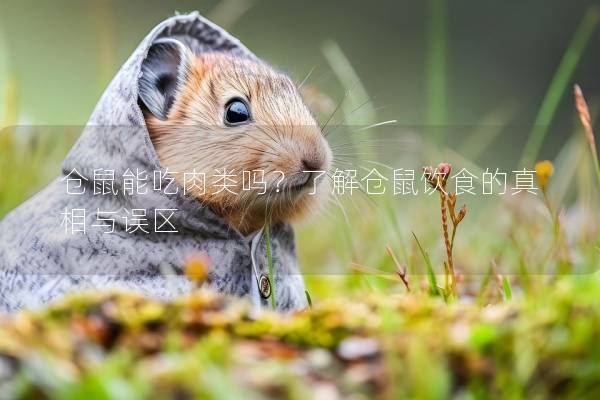 仓鼠能吃肉类吗？了解仓鼠饮食的真相与误区