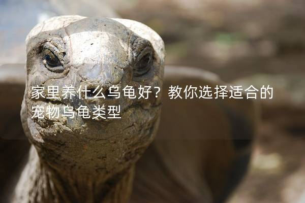 家里养什么乌龟好？教你选择适合的宠物乌龟类型