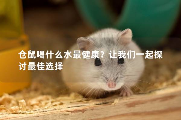 仓鼠喝什么水最健康？让我们一起探讨最佳选择