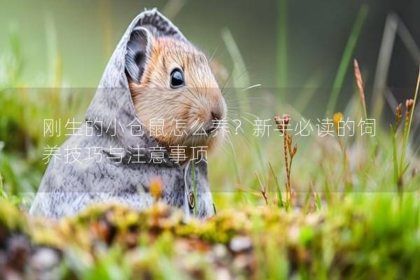 刚生的小仓鼠怎么养？新手必读的饲养技巧与注意事项