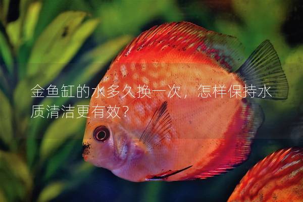 金鱼缸的水多久换一次，怎样保持水质清洁更有效？