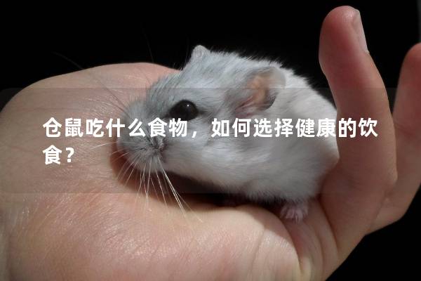 仓鼠吃什么食物，如何选择健康的饮食？