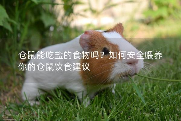 仓鼠能吃盐的食物吗？如何安全喂养你的仓鼠饮食建议