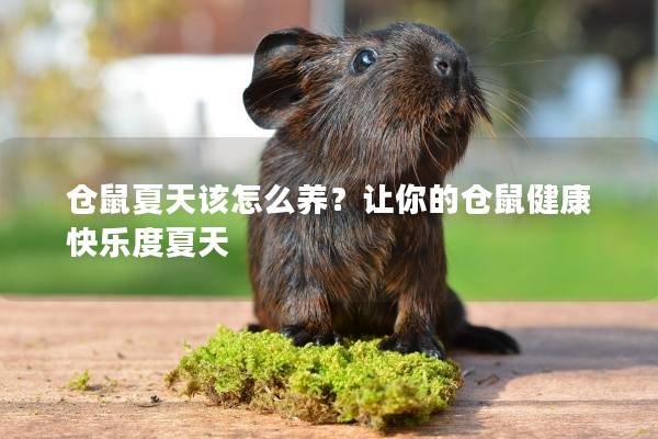 仓鼠夏天该怎么养？让你的仓鼠健康快乐度夏天