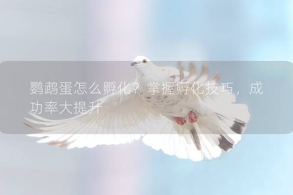 鹦鹉蛋怎么孵化？掌握孵化技巧，成功率大提升