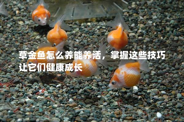 草金鱼怎么养能养活，掌握这些技巧让它们健康成长