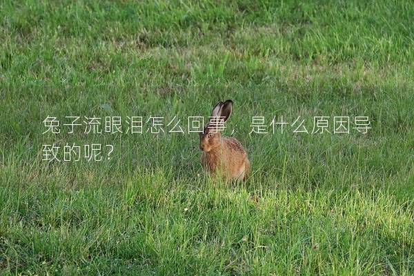 兔子流眼泪怎么回事，是什么原因导致的呢？