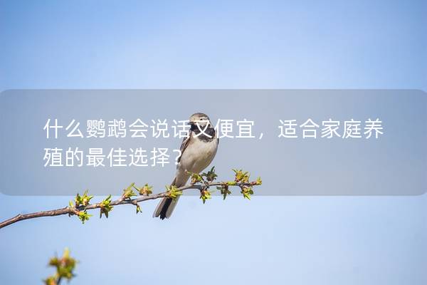什么鹦鹉会说话又便宜，适合家庭养殖的最佳选择？