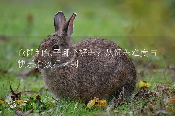仓鼠和兔子哪个好养？从饲养难度与快乐指数看区别