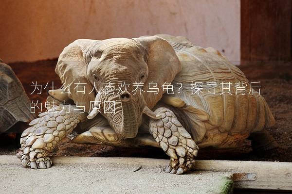 为什么有人喜欢养乌龟？探寻其背后的魅力与原因